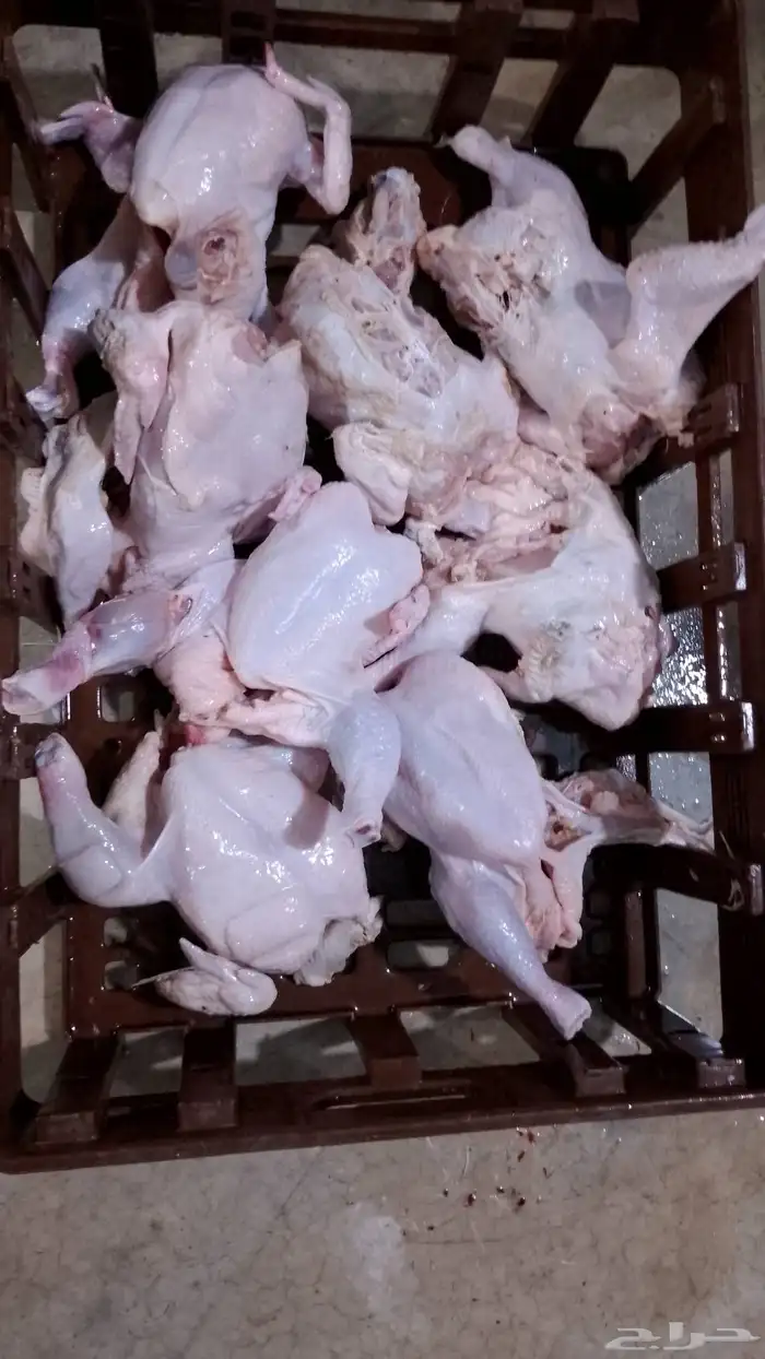 مطلوب معلمين مسلخ طيور حمام بط دجاج ارانب 0