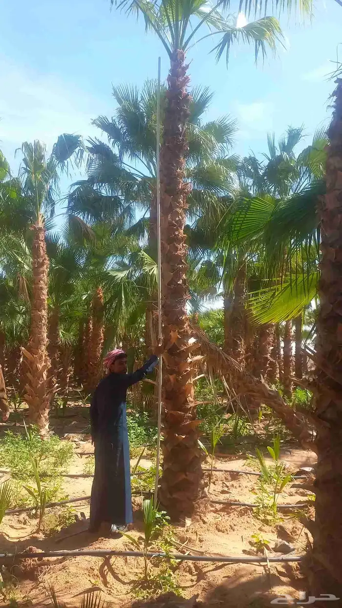 نخل واشنطني رينه ابومروحه درجه اولى 0