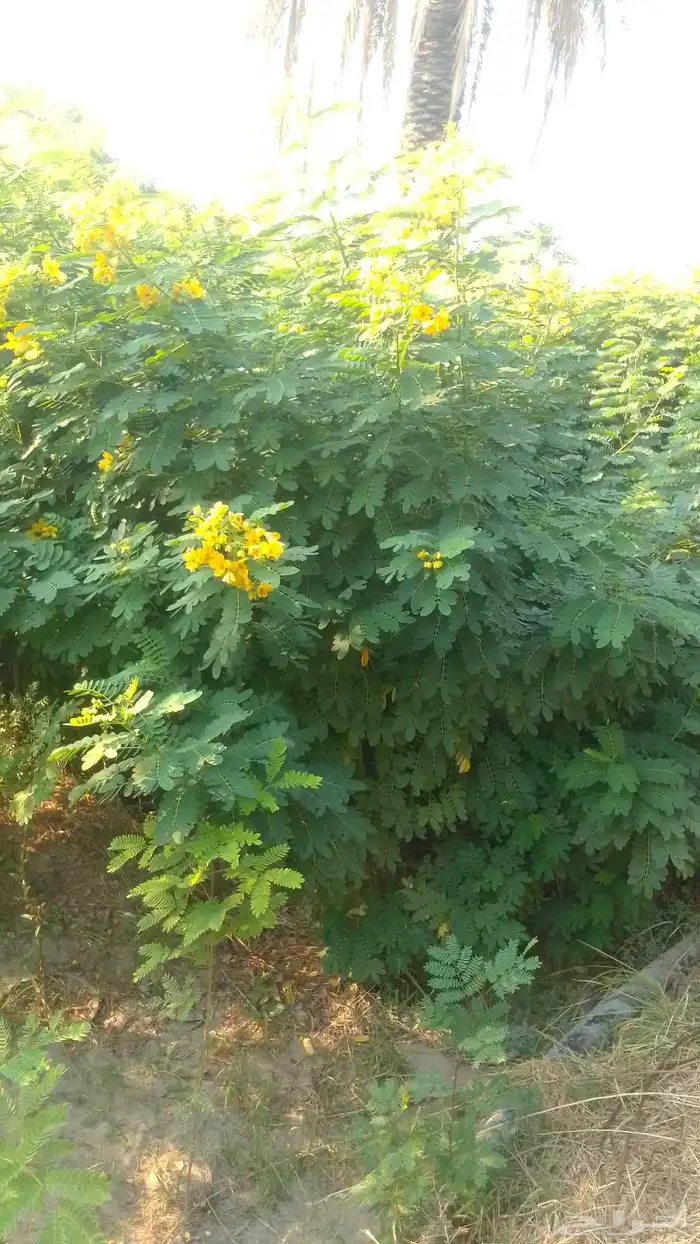 مشتل الامبراطور 2