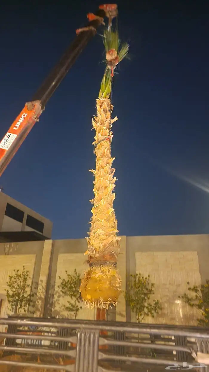 نخيل نخل واشنطني 6