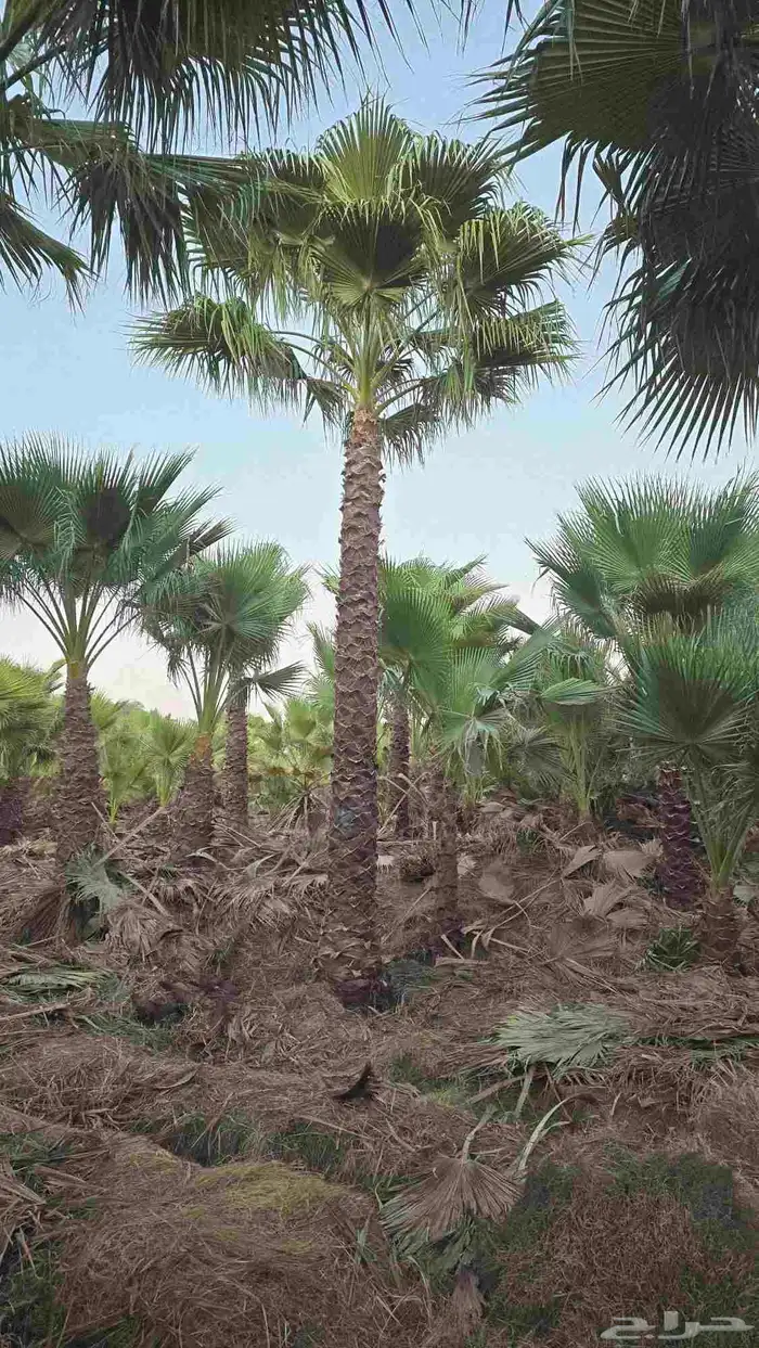 نخل واشنطني زينه للبيع واشنطونيا 0