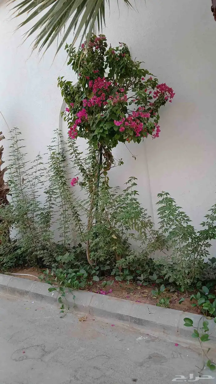 مشاتل الرياض 4