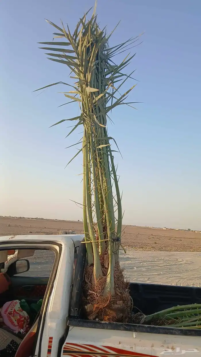 مشاءالله تبارك الله نخل طيب 1