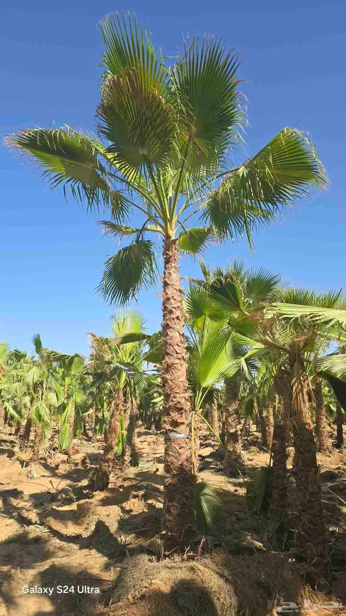 نخل واشنطني زينه للبيع واشنطونيا 1