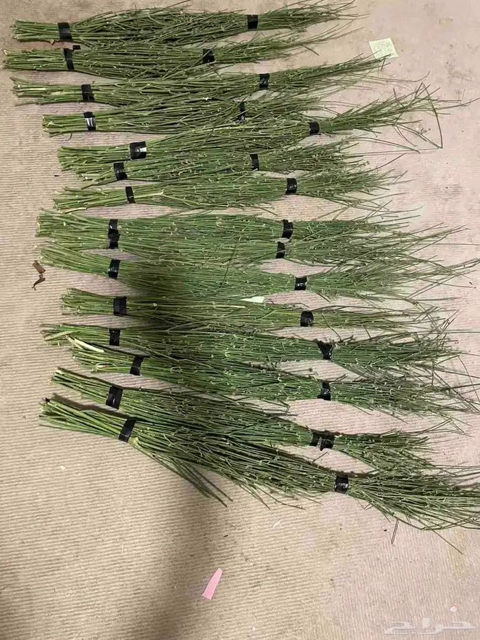 مرخ جديد وطازج 5