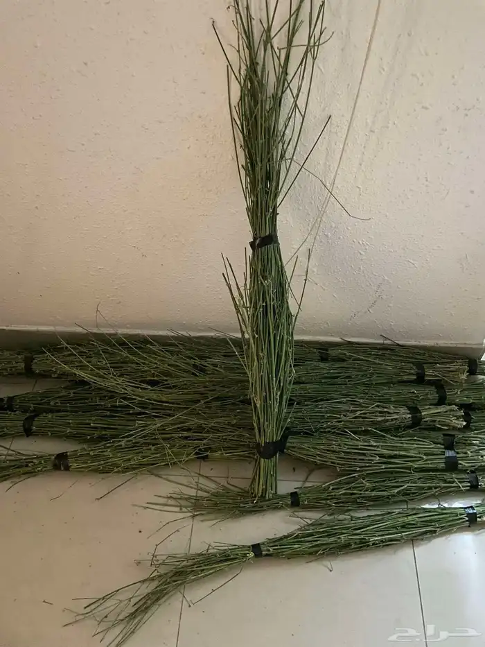 مرخ جديد وطازج 2