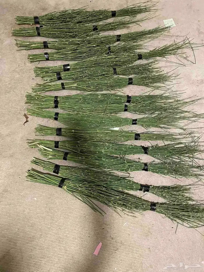 مرخ جديد وطازج 1