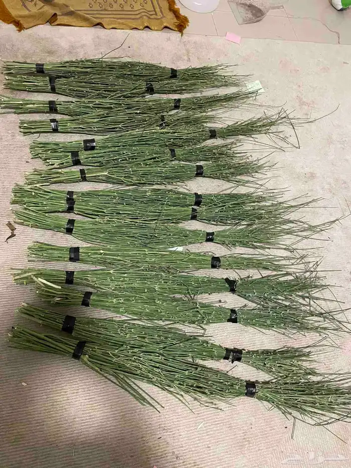 مرخ جديد وطازج 4