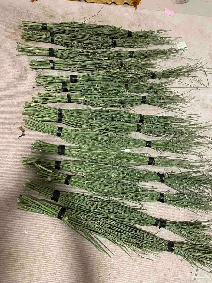 مرخ جديد وطازج 3