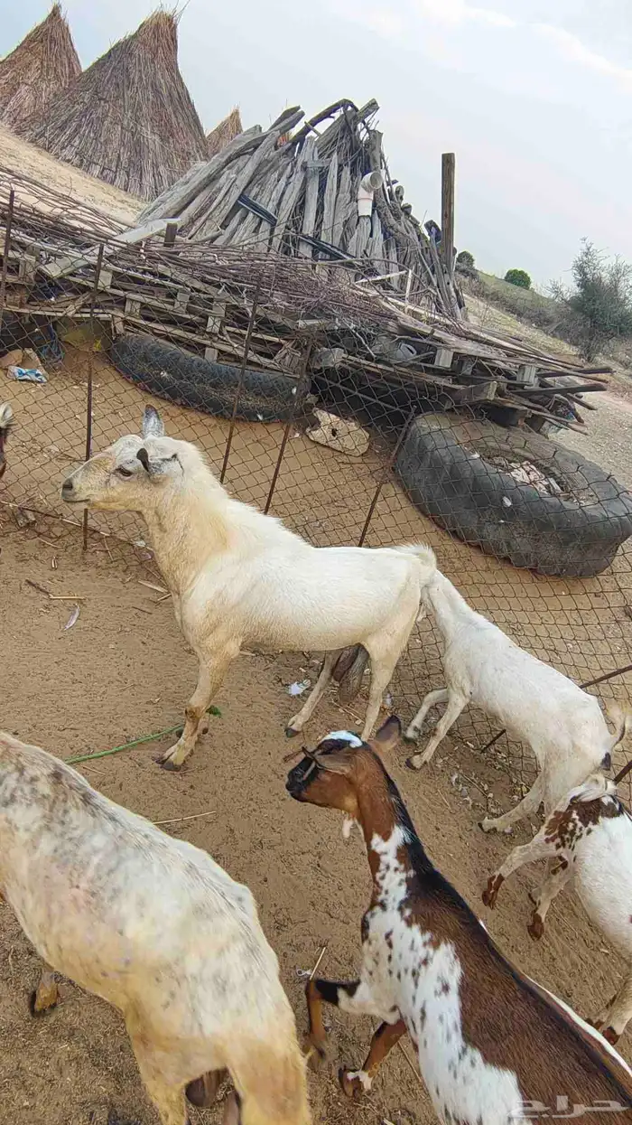 تيوس مشروط الموقع لأحد المسارحه 3