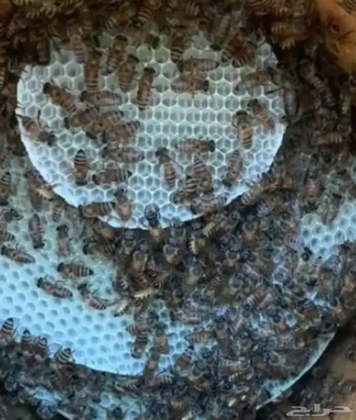 نحل للبيع 0