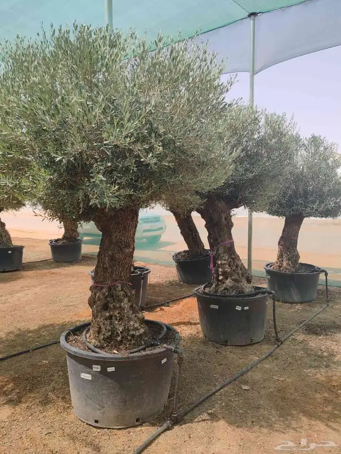 شجر اسباني مستورد شجر طيب من الاخر بجميع احجامه 0