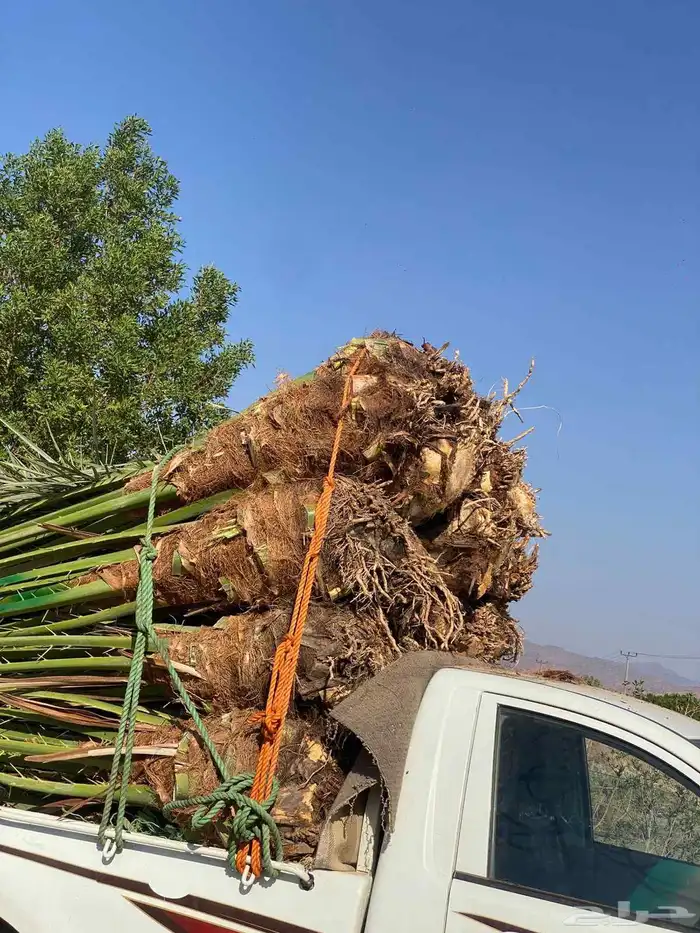 يوجدلدينا جميع انوان النخيل المثمرونخيل الزينه 0