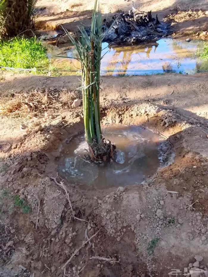 جميع انواع النخيل 5