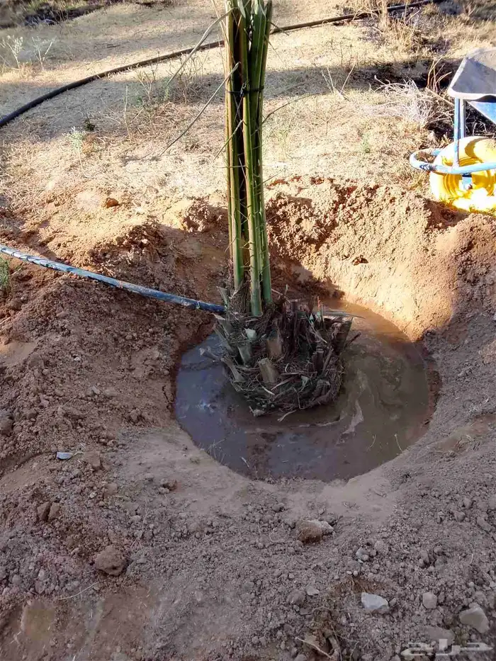 جميع انواع النخيل 8