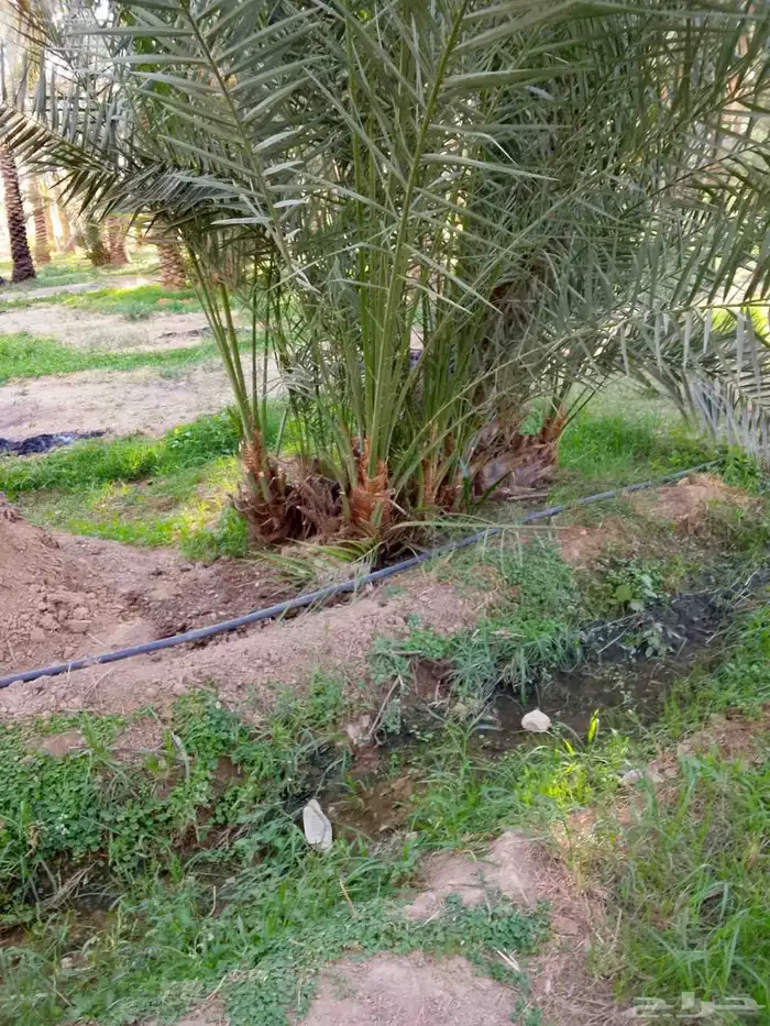 جميع انواع النخيل 4