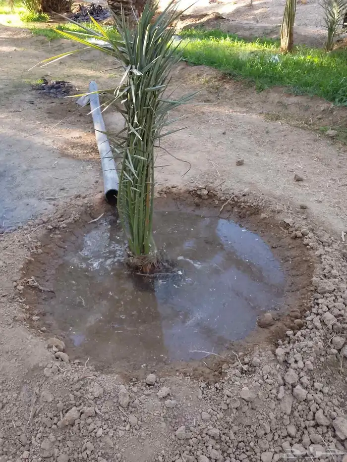 جميع انواع النخيل 6