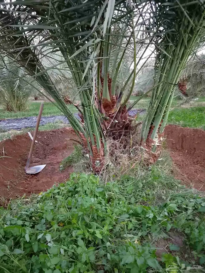 جميع انواع النخيل 2