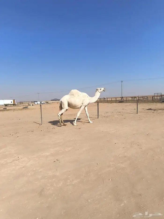 للبيع القحه 1