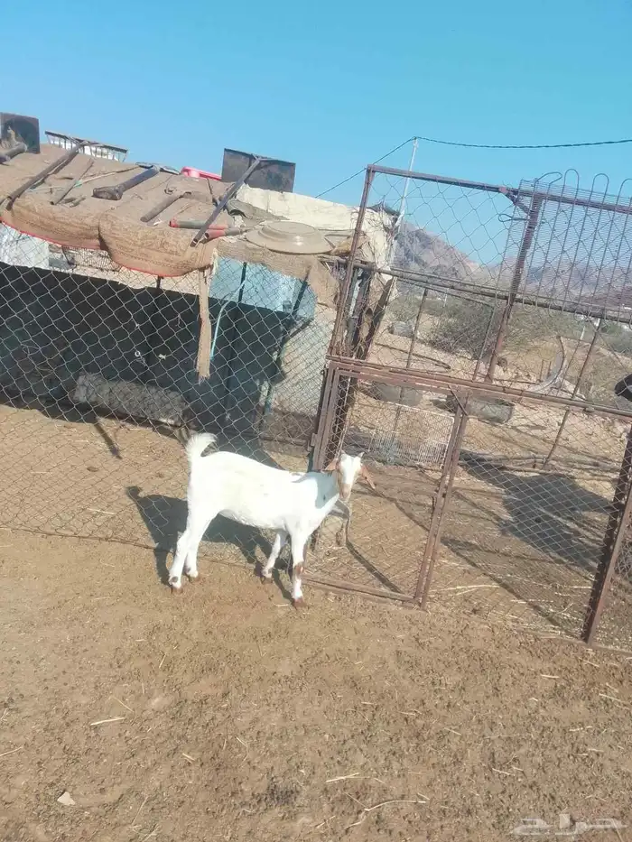 جفره للبيع 0