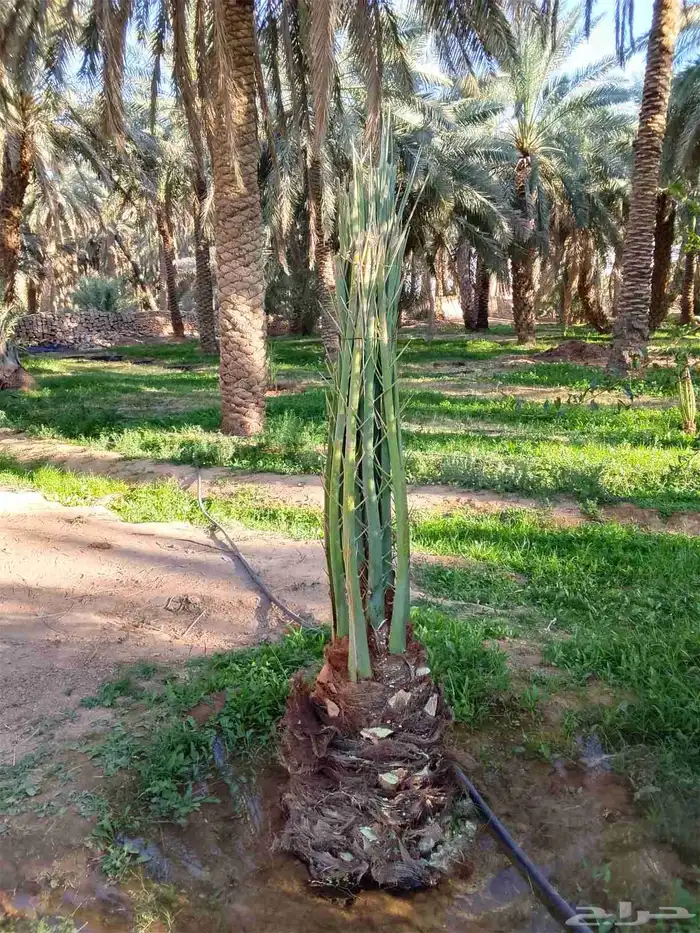 جميع انواع النخيل 9