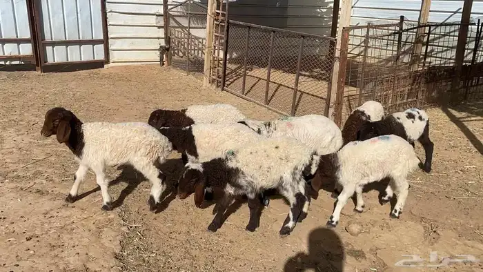 دواغير نعيم كبار العدد 10 6