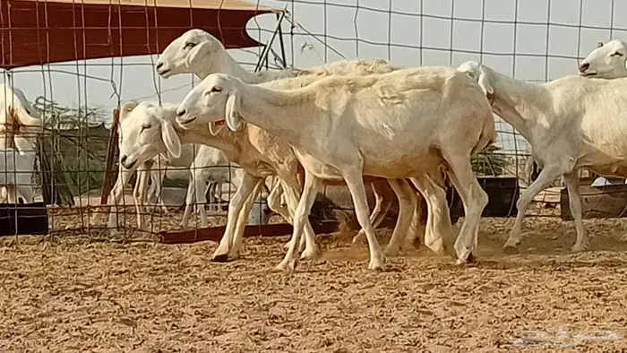 غنم حريت دفيع العدد 7 رأس 5