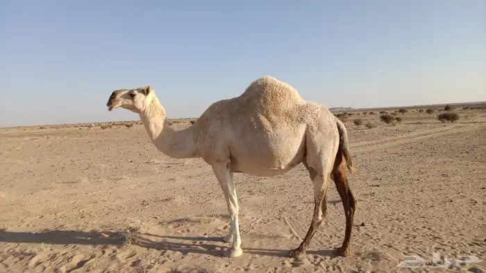 ناقه لقح لها 7 شهور وباقي العلوم واتساب 0