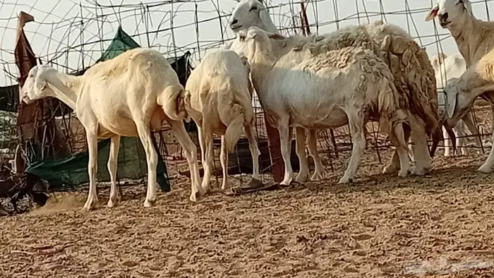 غنم حريت دفيع العدد 7 رأس 8