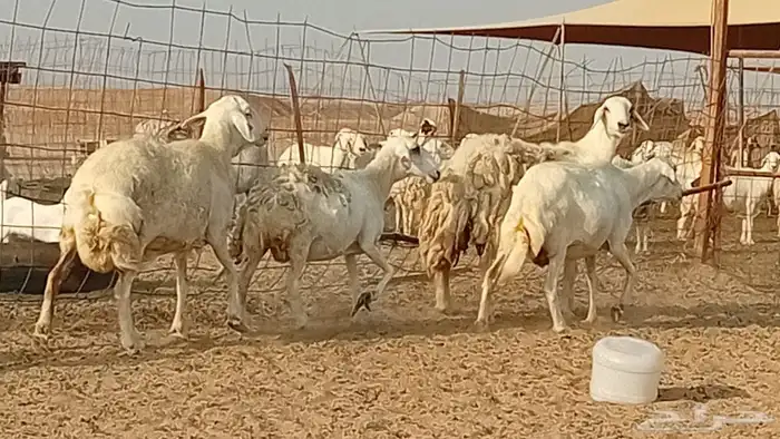 غنم حريت دفيع العدد 7 رأس 6