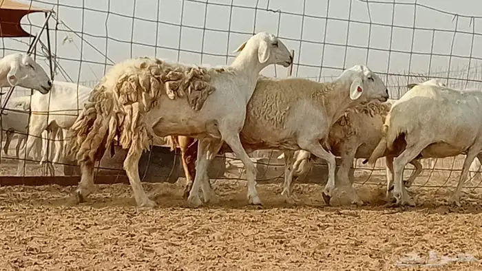 غنم حريت دفيع العدد 7 رأس 0