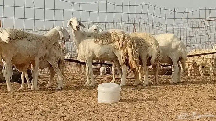 غنم حريت دفيع العدد 7 رأس 3