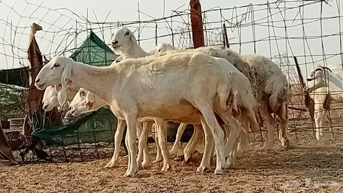 غنم حريت دفيع العدد 7 رأس 4