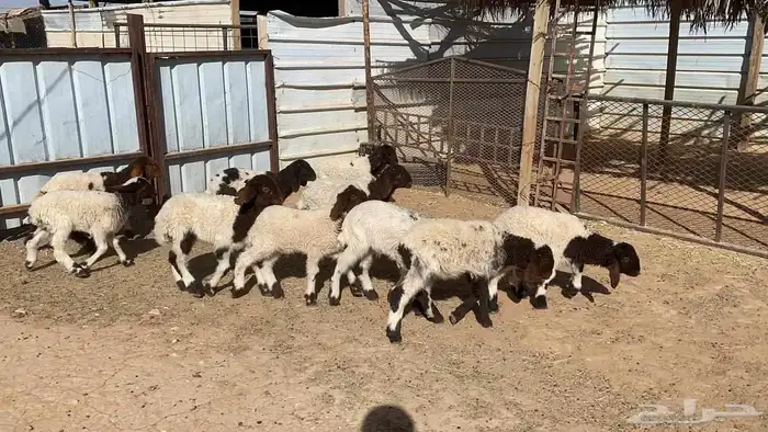 دواغير نعيم كبار العدد 10 5