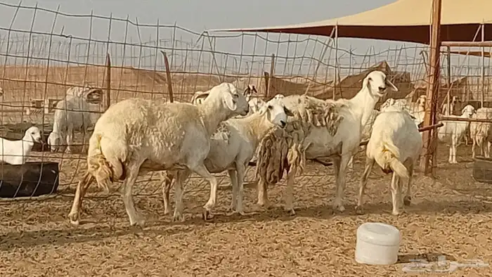 غنم حريت دفيع العدد 7 رأس 7