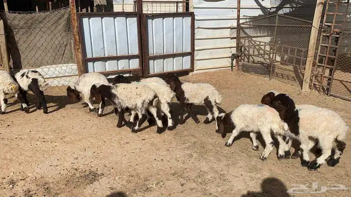 دواغير نعيم كبار العدد 10 9