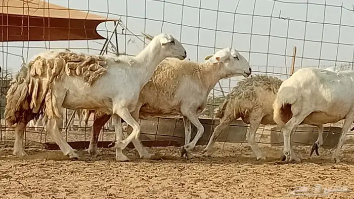 غنم حريت دفيع العدد 7 رأس 1