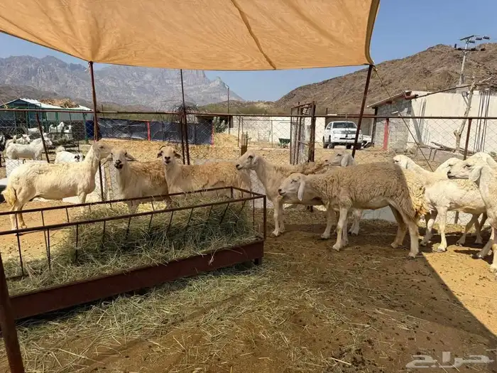 ضان مقاني حرش صنف مراح واحد 6