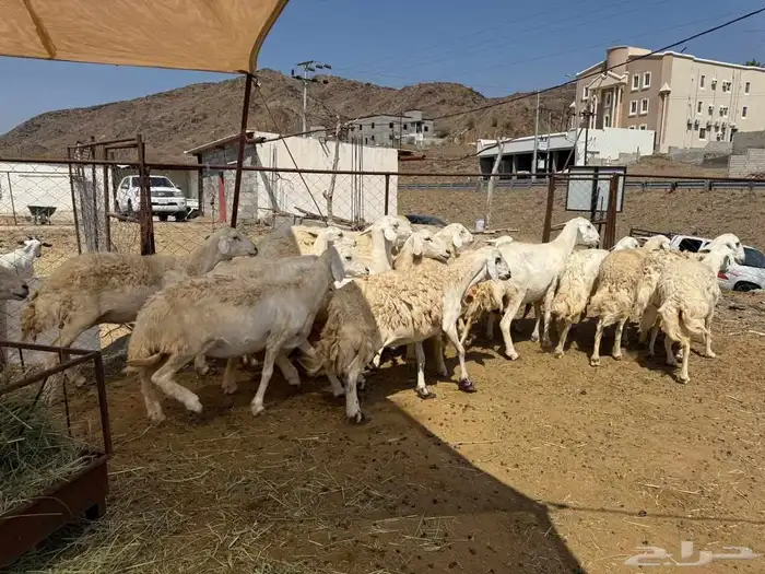 ضان مقاني حرش صنف مراح واحد 4