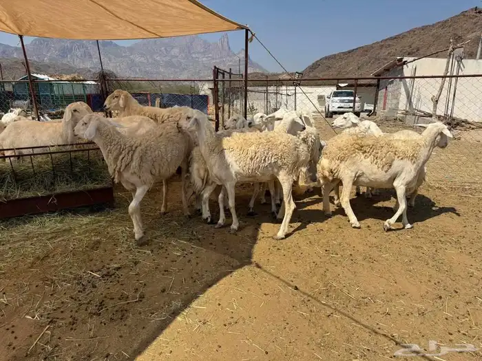 ضان مقاني حرش صنف مراح واحد 2