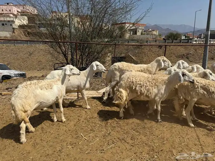 ضان مقاني حرش صنف مراح واحد 9