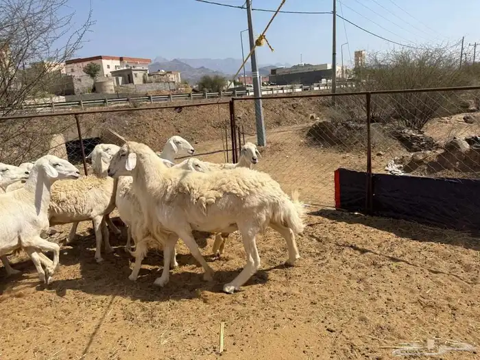 ضان مقاني حرش صنف مراح واحد 10