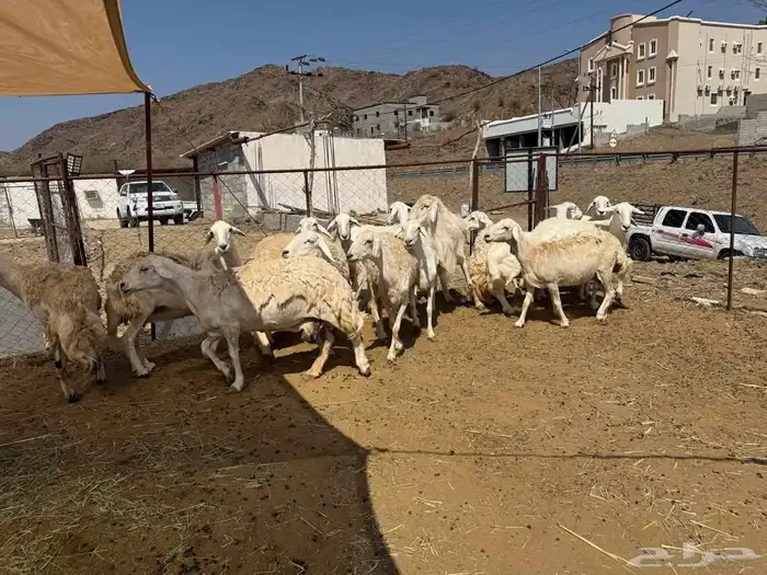 ضان مقاني حرش صنف مراح واحد 3