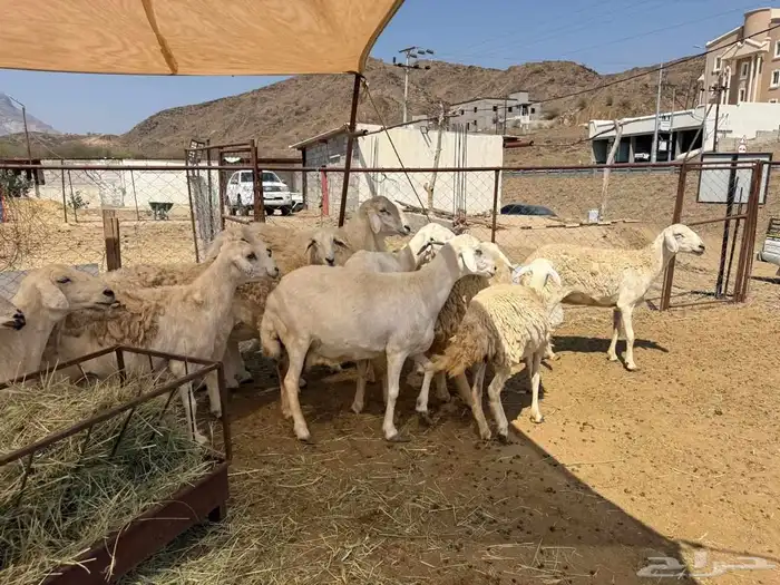 ضان مقاني حرش صنف مراح واحد 5