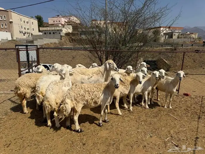 ضان مقاني حرش صنف مراح واحد 8