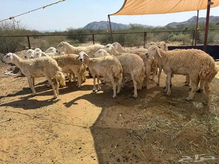 ضان مقاني حرش صنف مراح واحد 1