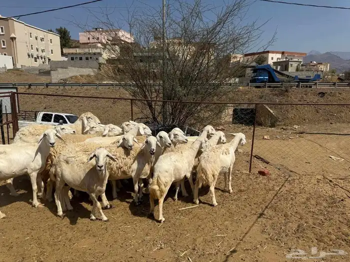 ضان مقاني حرش صنف مراح واحد 7