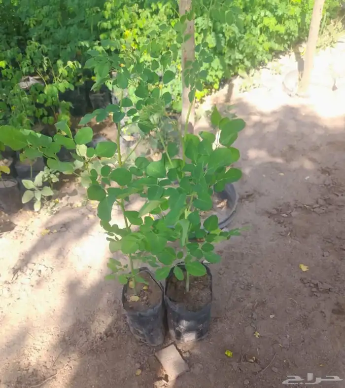 بذور مورينقا 0