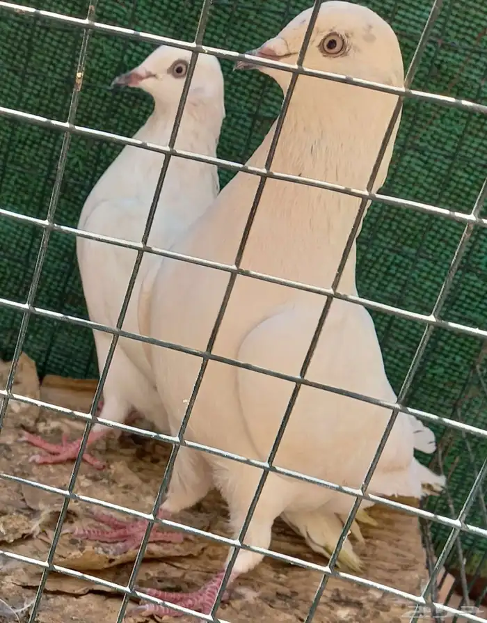 حمام باكستاني وحشي 3