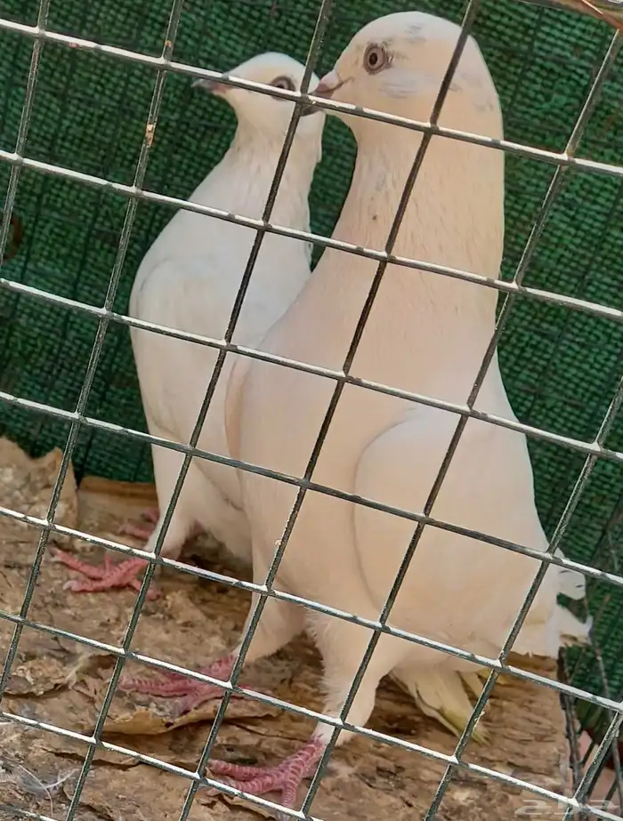 حمام باكستاني وحشي 1